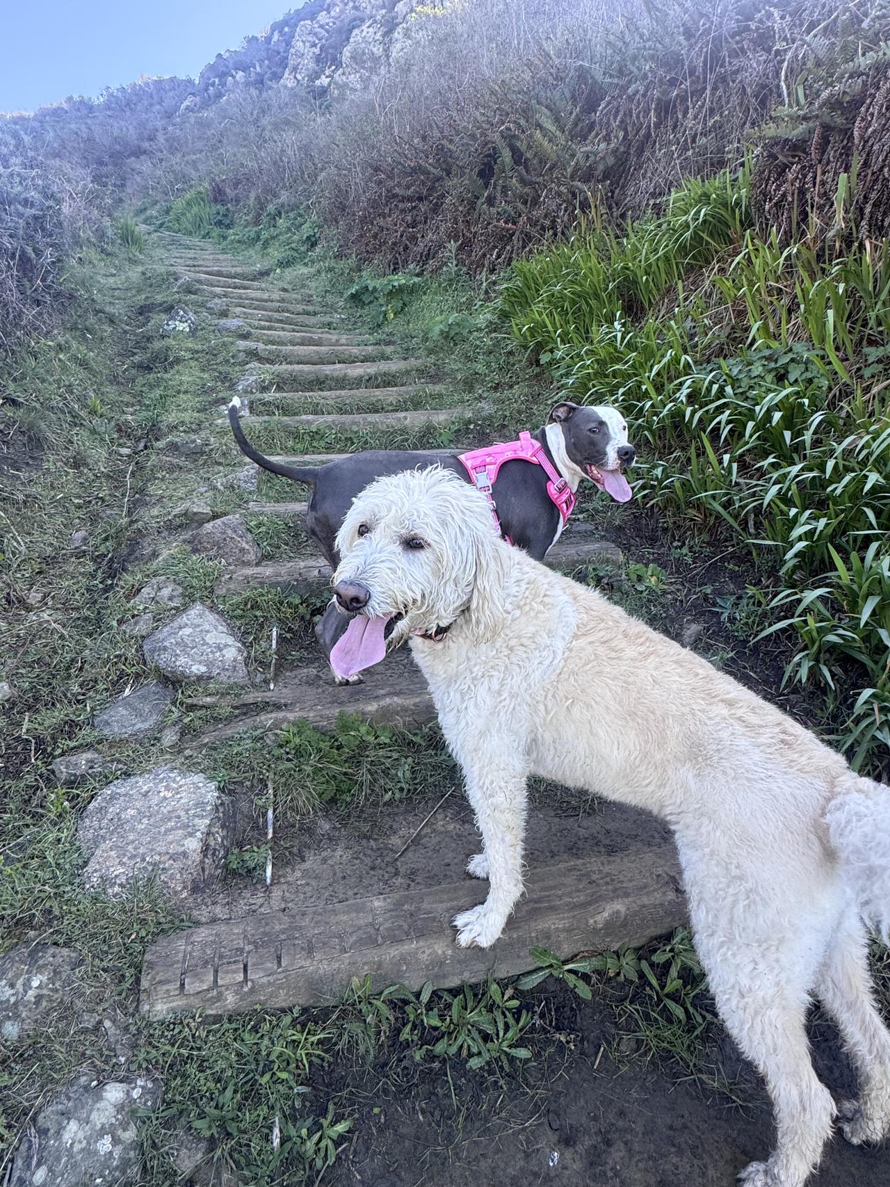 cleo and ley on stairs.jpeg