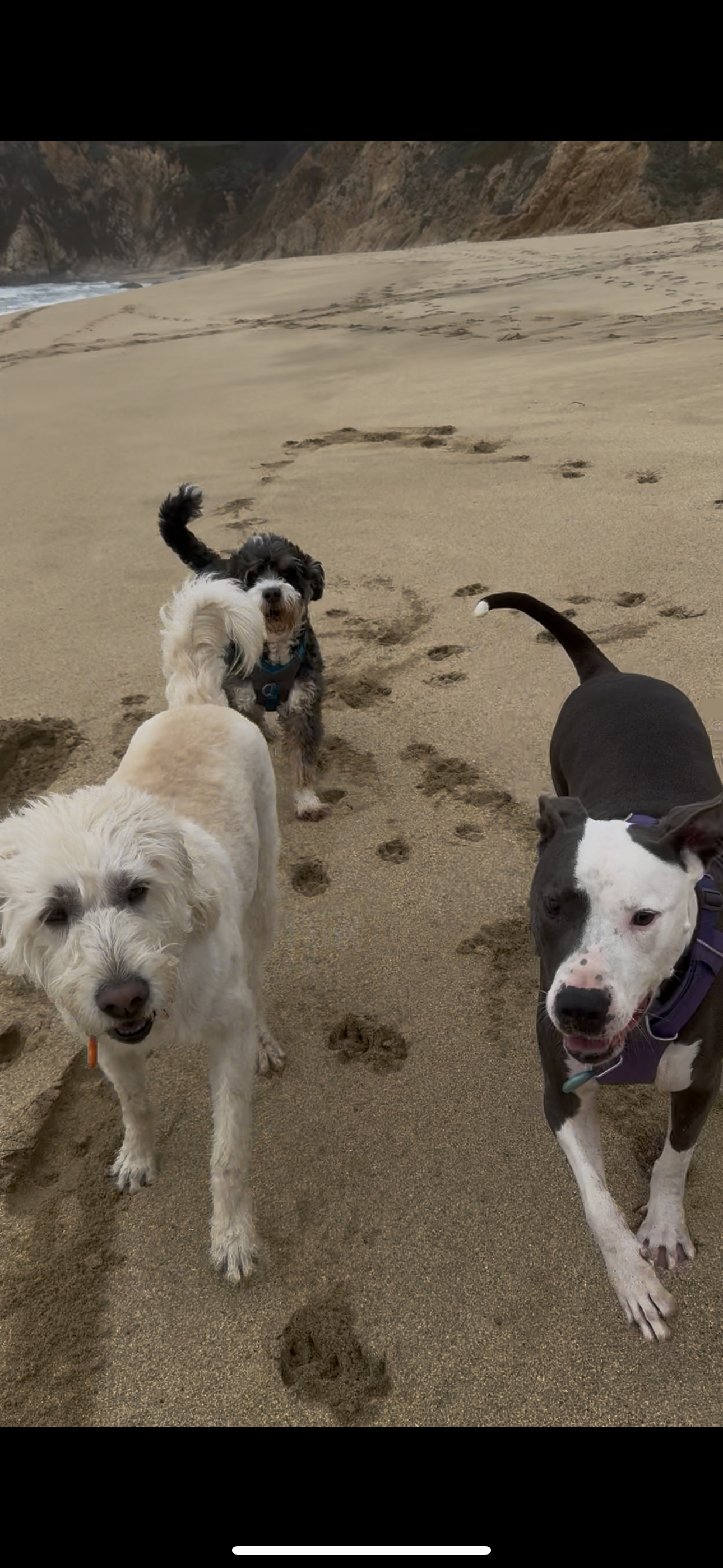 sol dog pack of 3.png