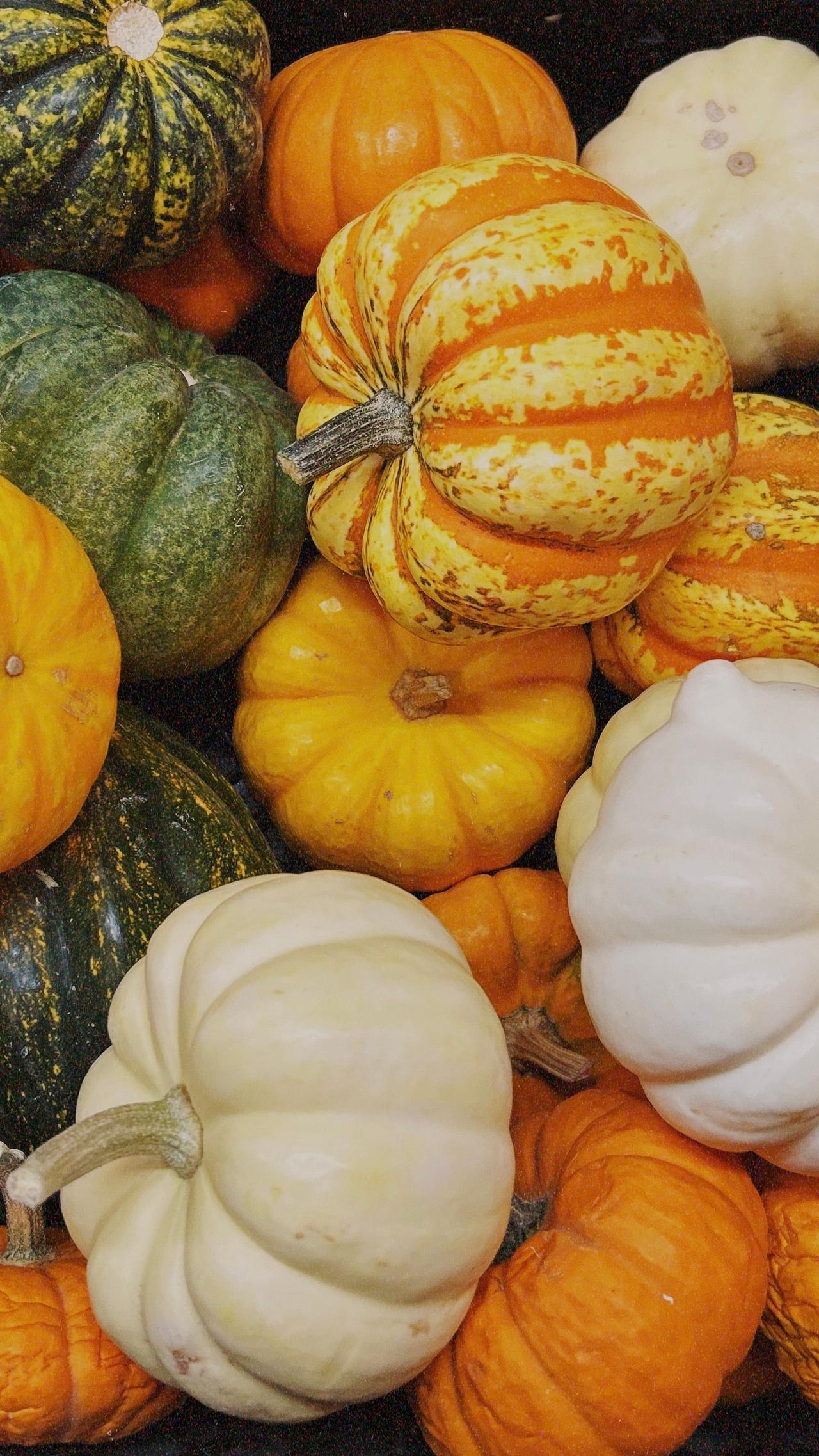 A vibrant collection of various gourds and squashes, showcasing autumnal colors and textures.