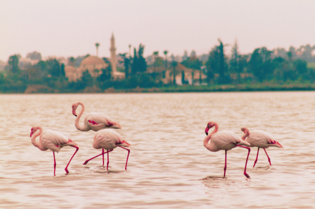 larnaka-flamingok-ciprus.png