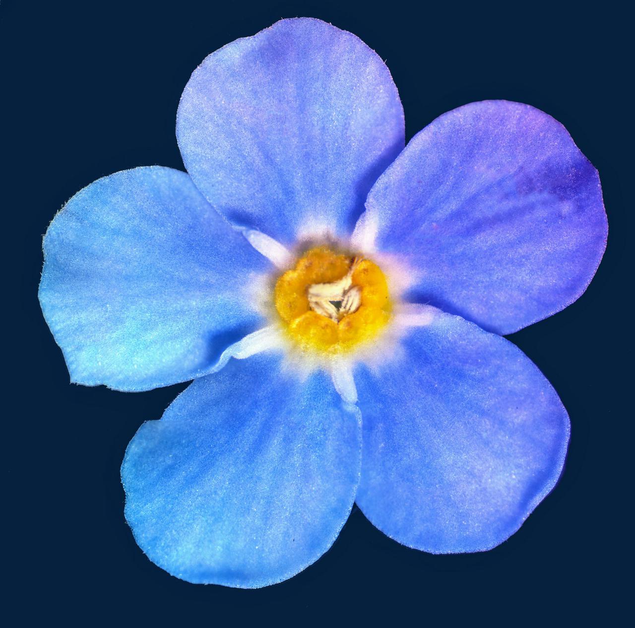forget-me-not flower; 40x