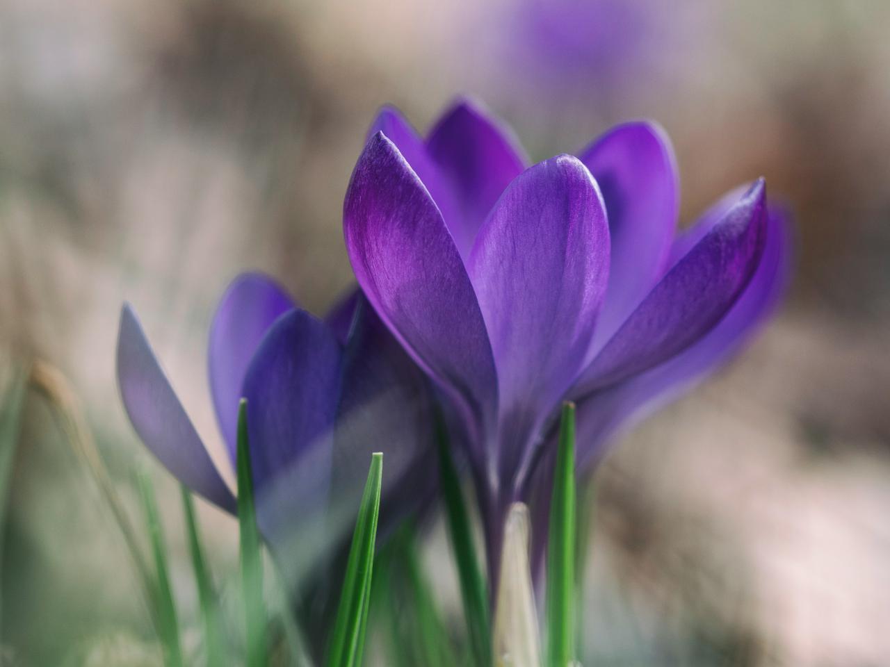 After the snow melts, crocuses are the first signs of life. These particular flowers grow in an overgrown field. There is a broken down fence where it looks like a garden used to be. These crocuses continue to bloom where they were planted.