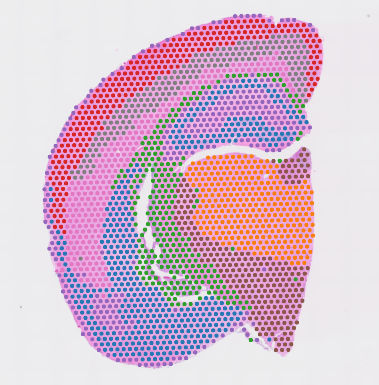 visium_cytassist_ffpe_mouse_brain-1.png