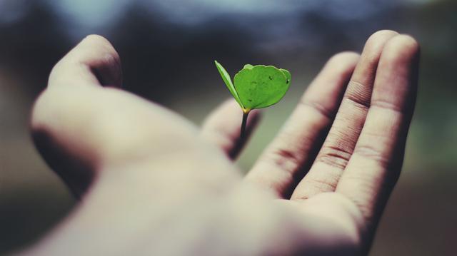 A plant falling into someone&#x27;s palm.