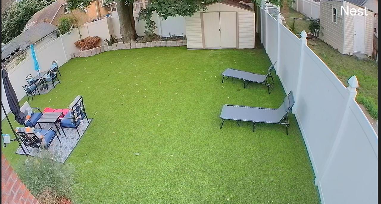 back yard with tree.jpg