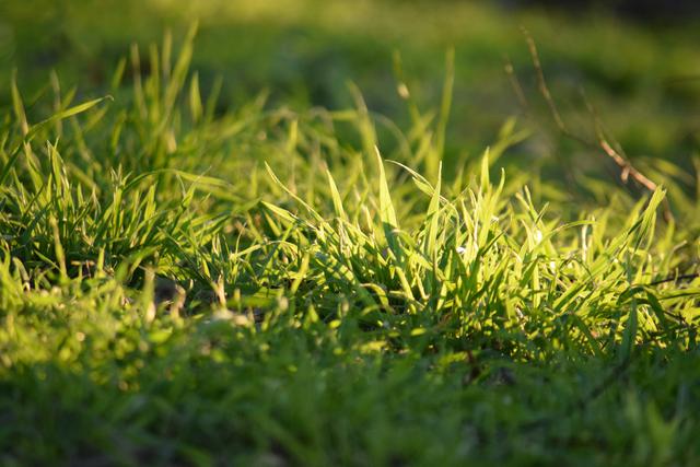 Year-Round Lawn Care: A Seasonal Guide for a Healthy Lawn in New Jersey