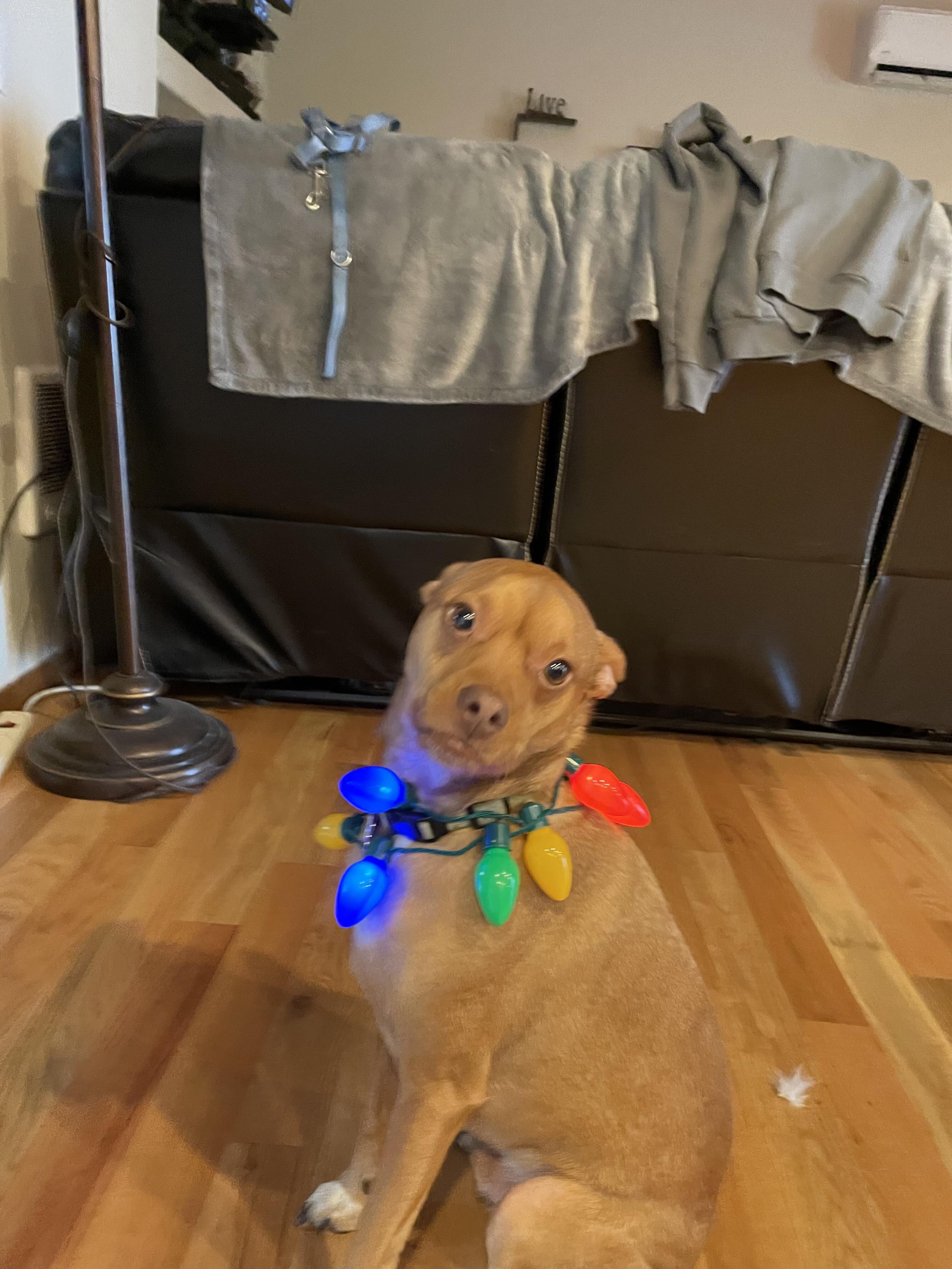 rusty holiday.jpeg