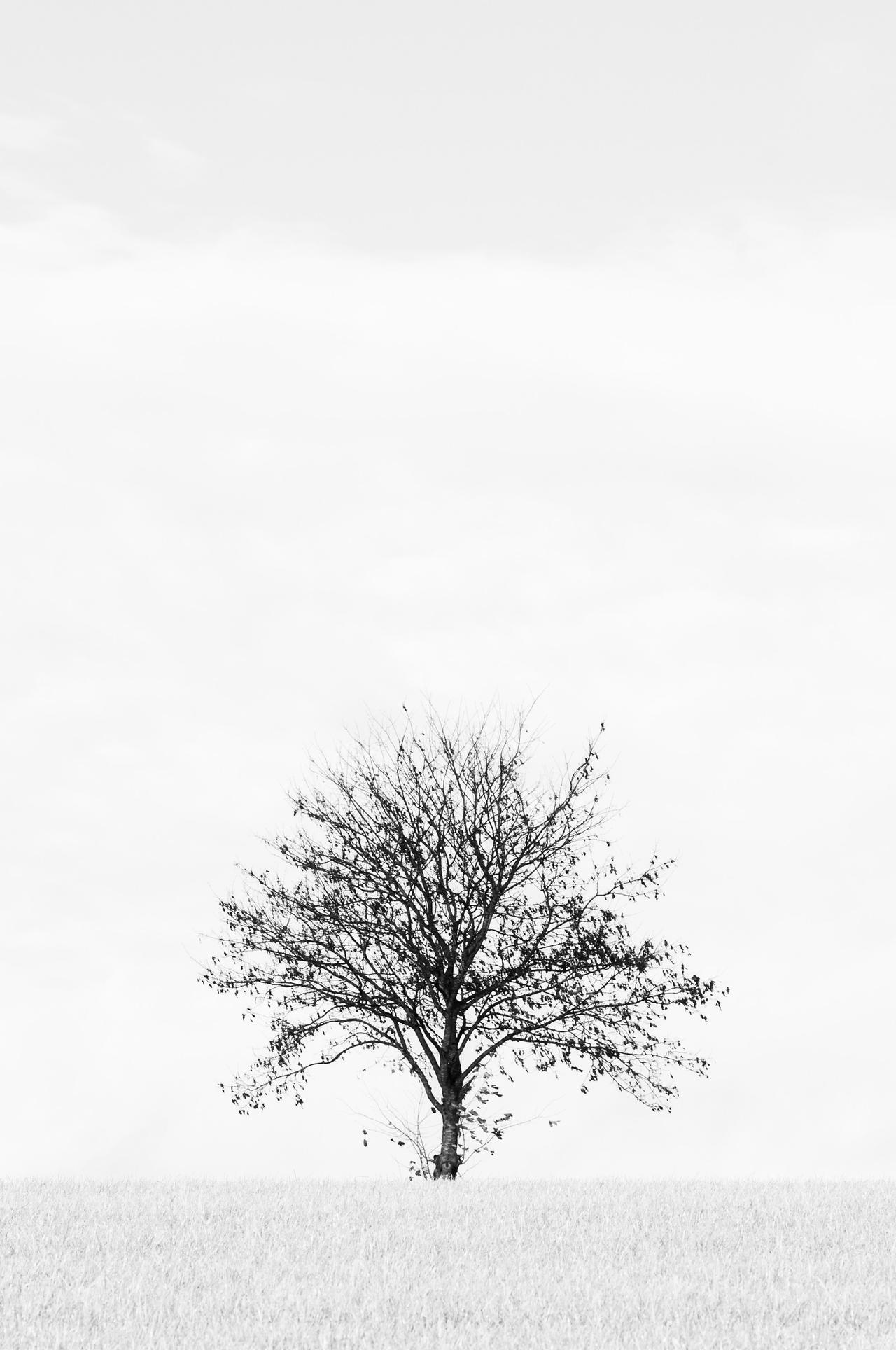 tree on its own
