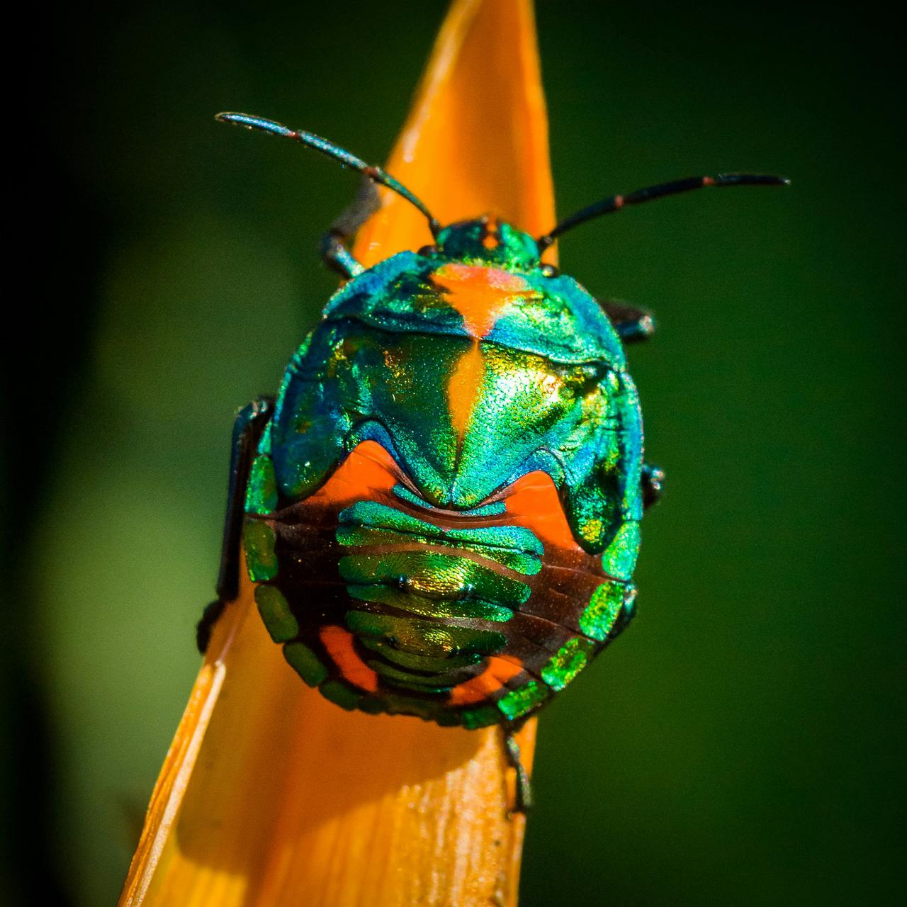 Rainbow beetle