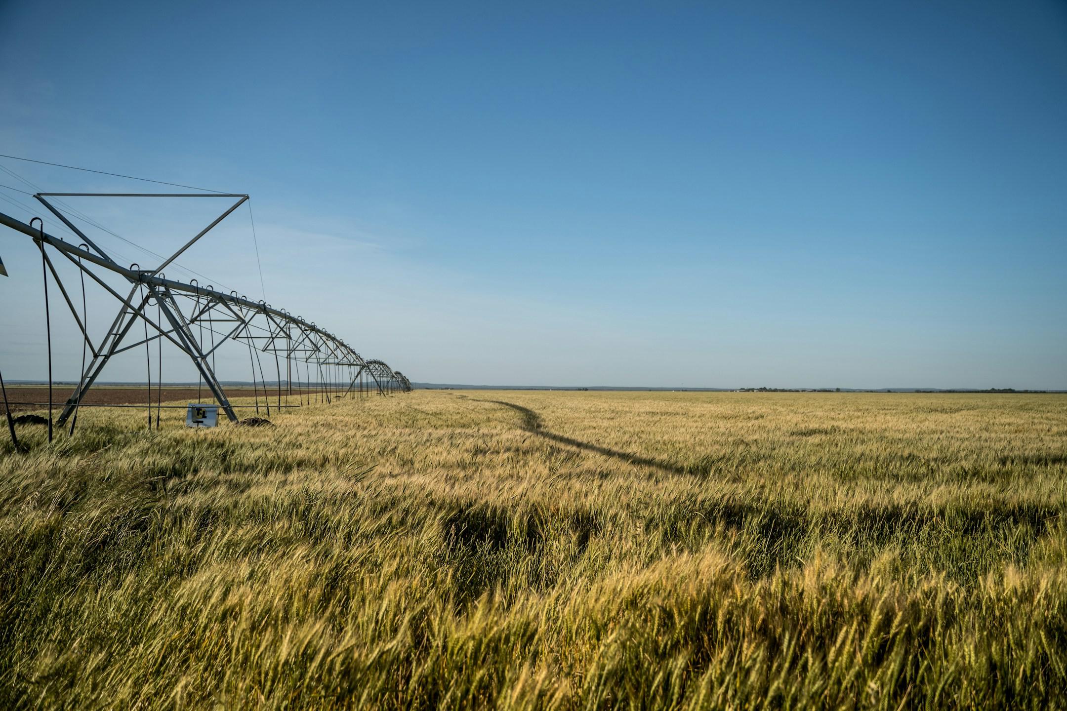 Irrigated field in west central Texas 