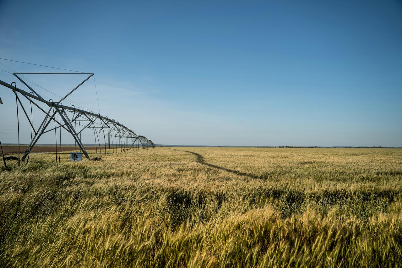 Irrigated field in west central Texas 