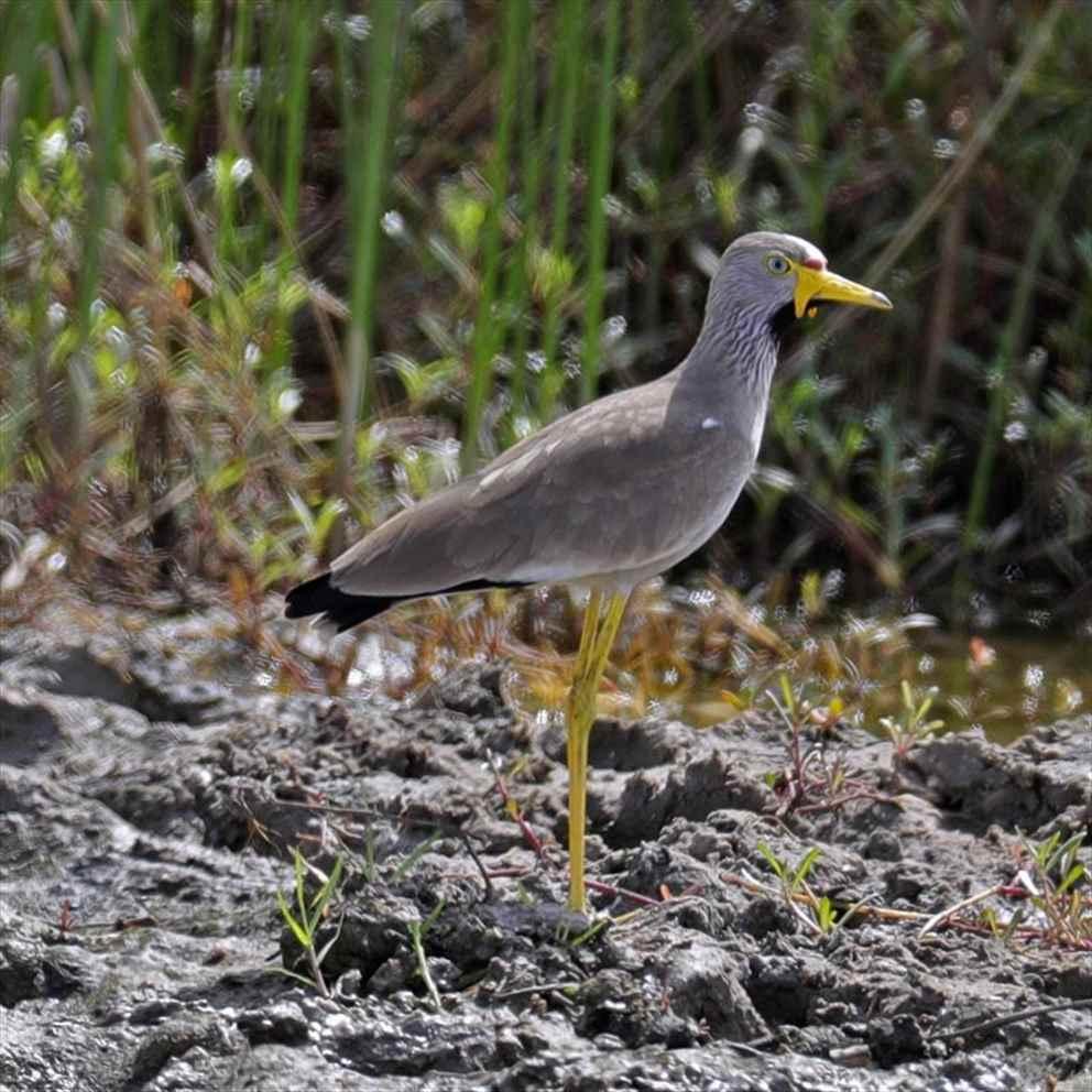 bird-in-ghana-wattled-lapwing (2).jpg