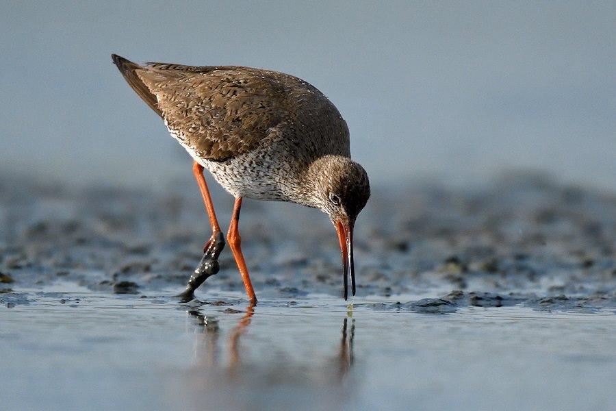 bird-in-ghana-common-redshank-sakumono-keta.jpg