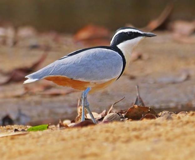 bird-in-ghana-egyptian-plover-mole.jpg