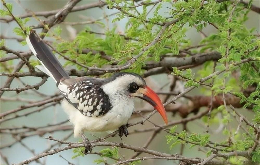 bird-in-ghana-northern-red-billed-hornbill-mole-tono.jpg