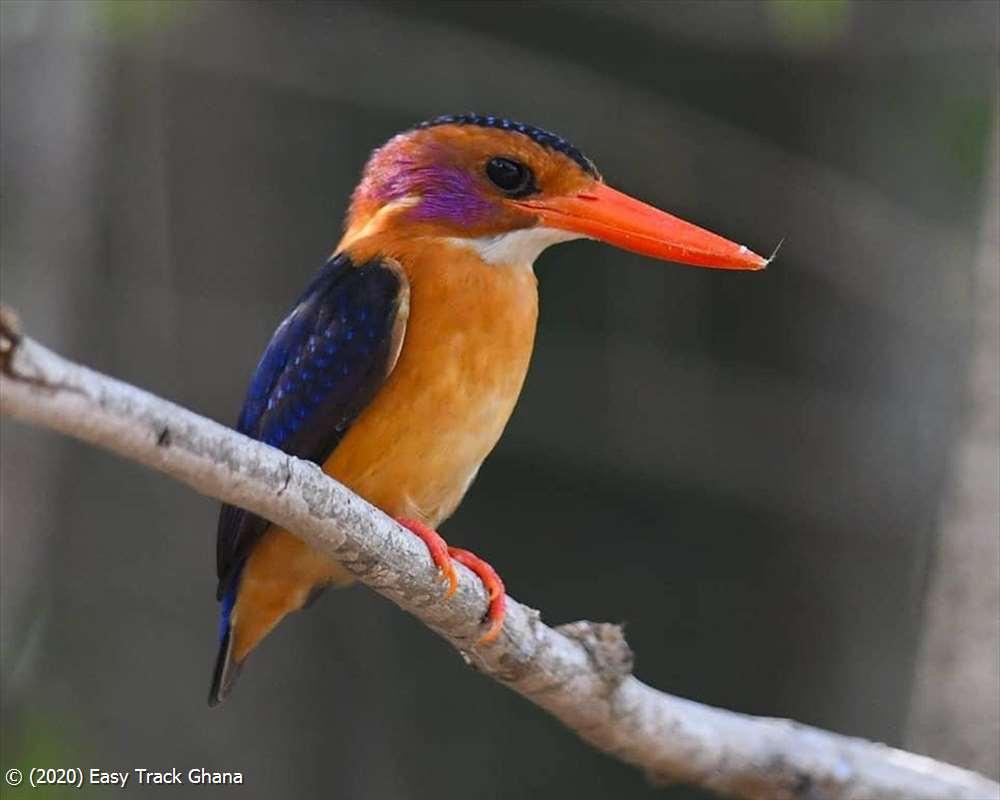 bird-in-ghana-pygmy-kingfisher.jpg