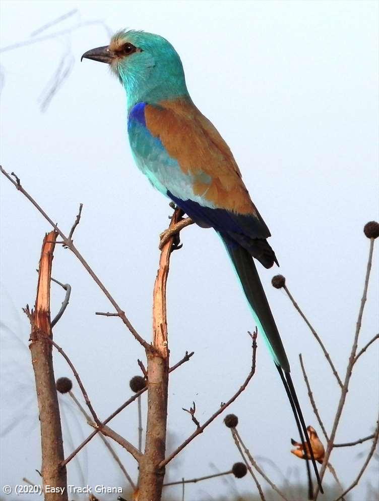 bird-in-ghana_abyssinian roller.jpg