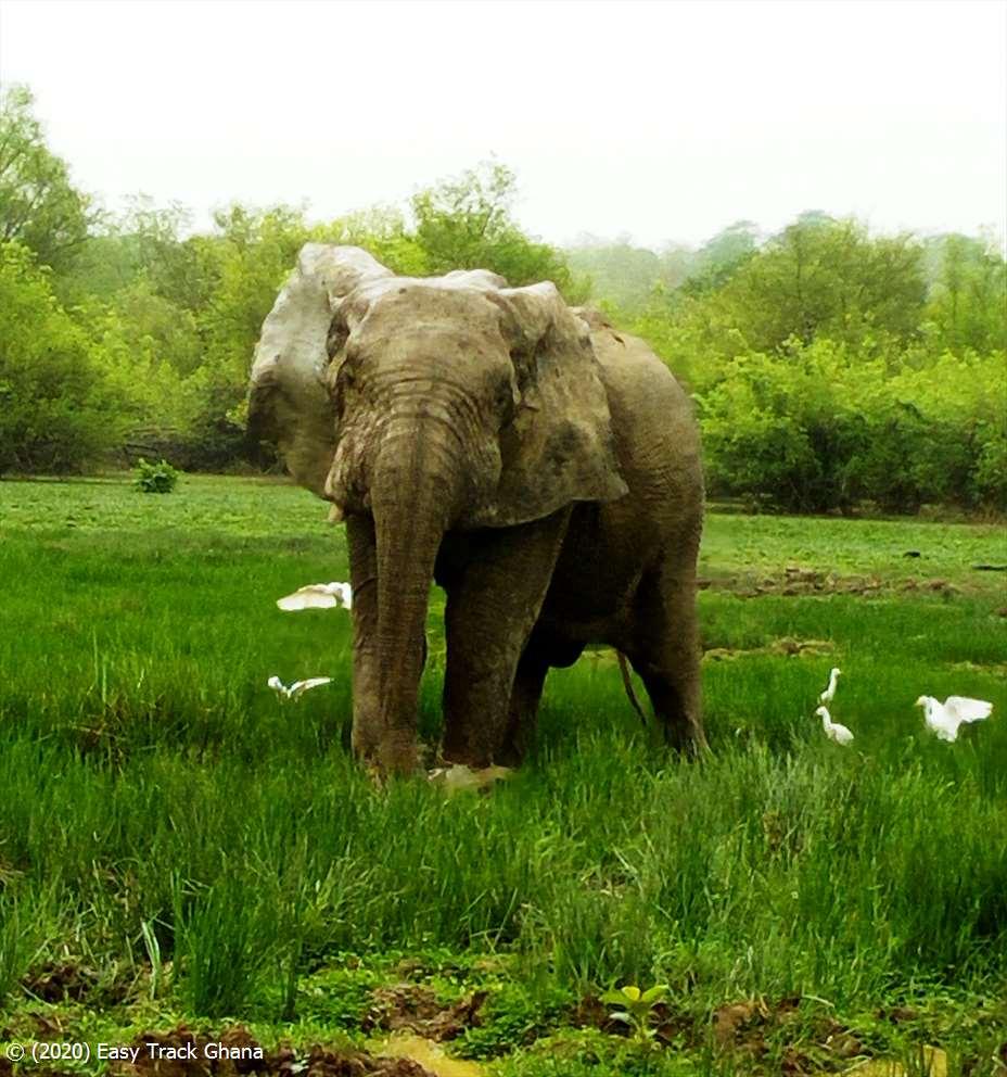 elephant-and-cattle-egrets.jpg