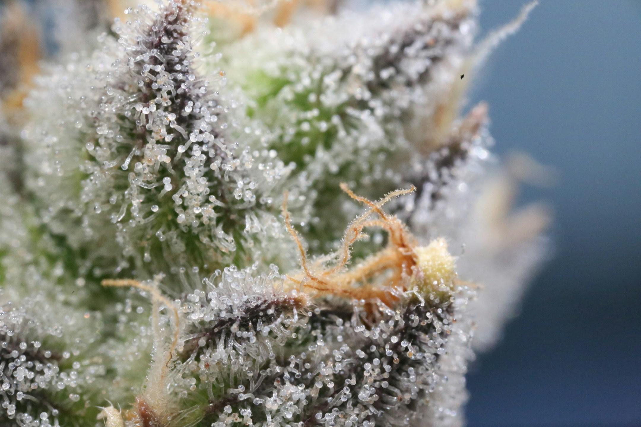 Next Green Wave Cannabis Macro Photo // Garlic Grove Strain 