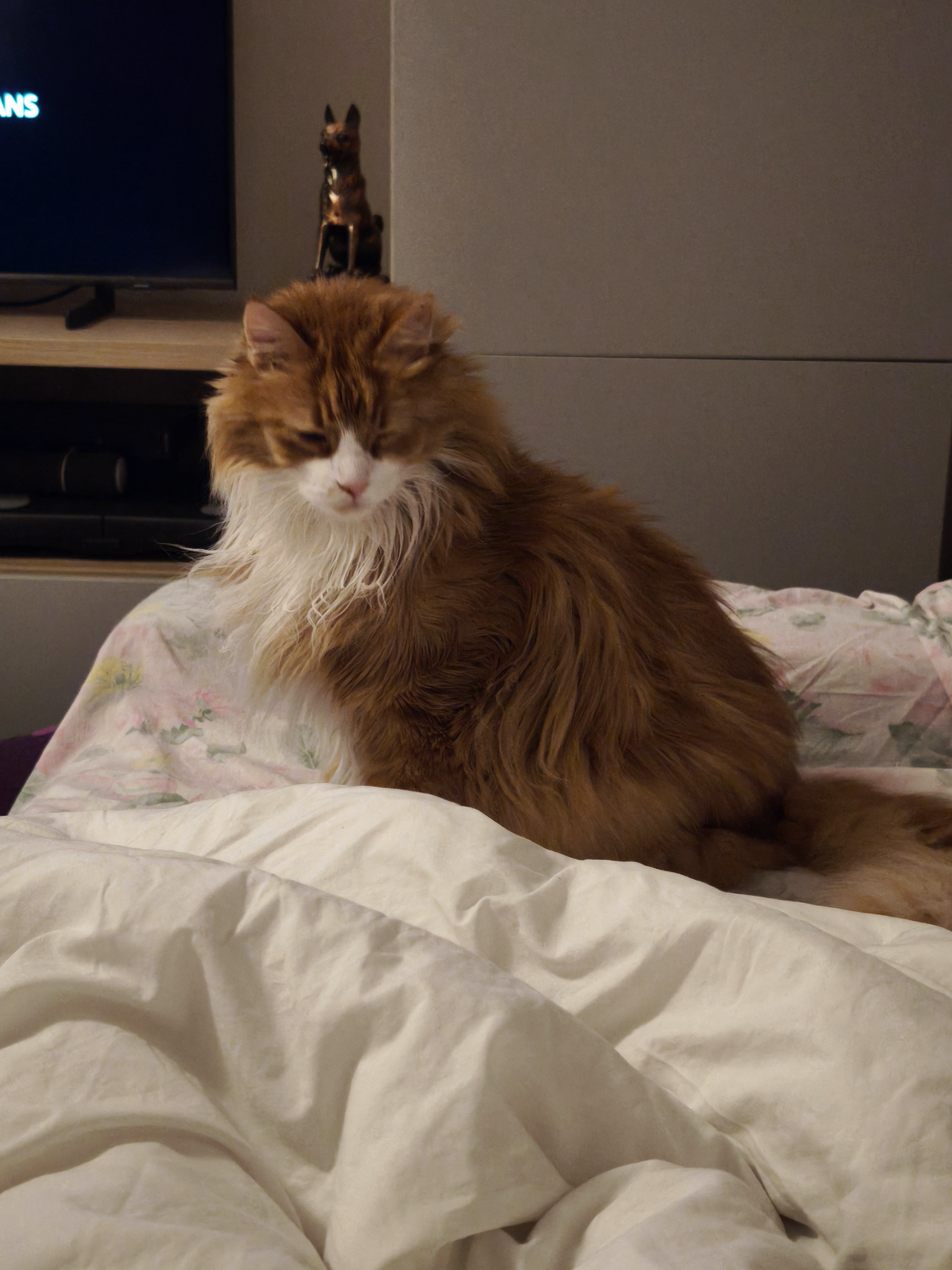 Mascotte - notre ami, notre amour