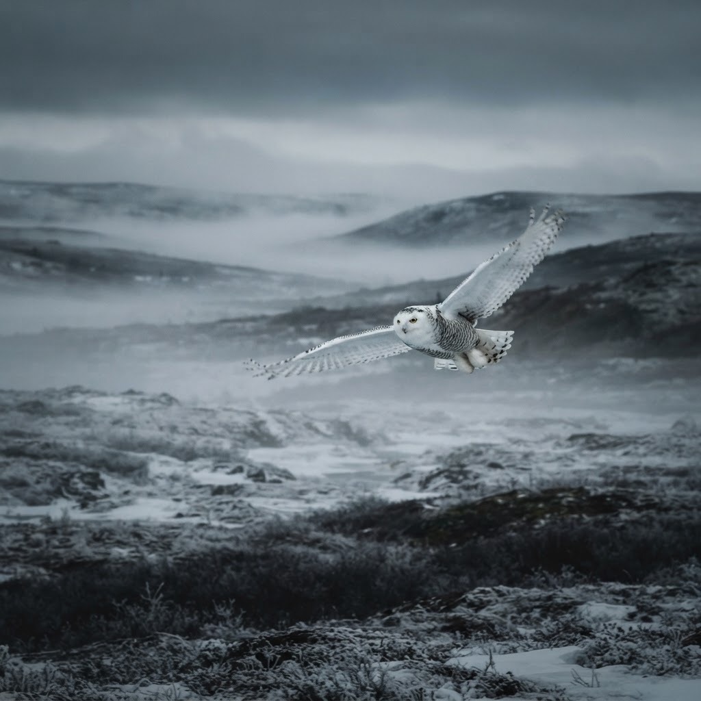 Snowy owl — Ghost of the Tundra, Edgeøya, Svalbard