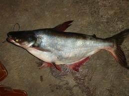patin.jpg