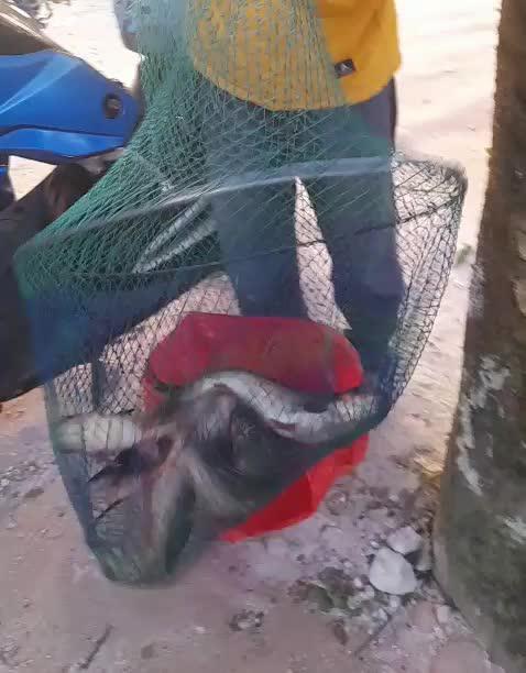 whatsapp video 2025-07-27 at 7.57.41 pm (online-video-cutter.com).mp4