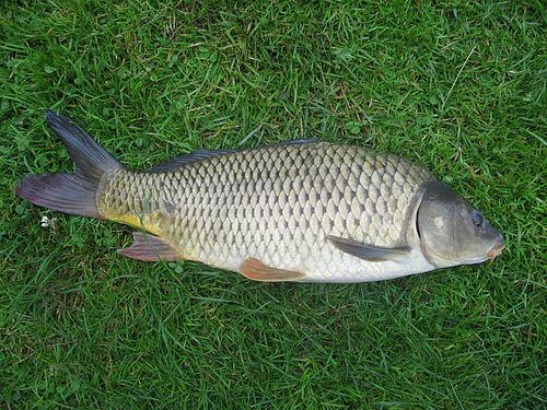 500px-cyprinus_carpio.jpeg