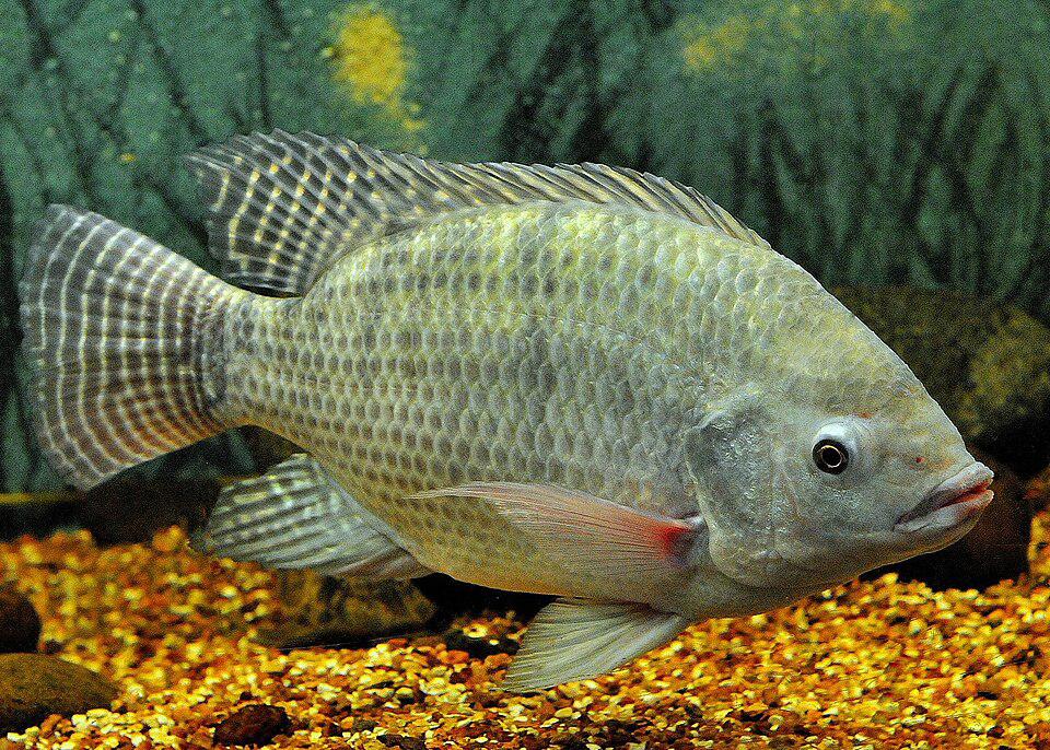 7 amazing benefits of tilapia _ organic facts.jpg