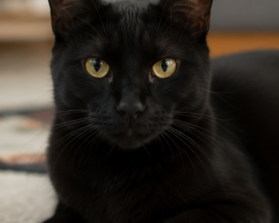 Black Cat