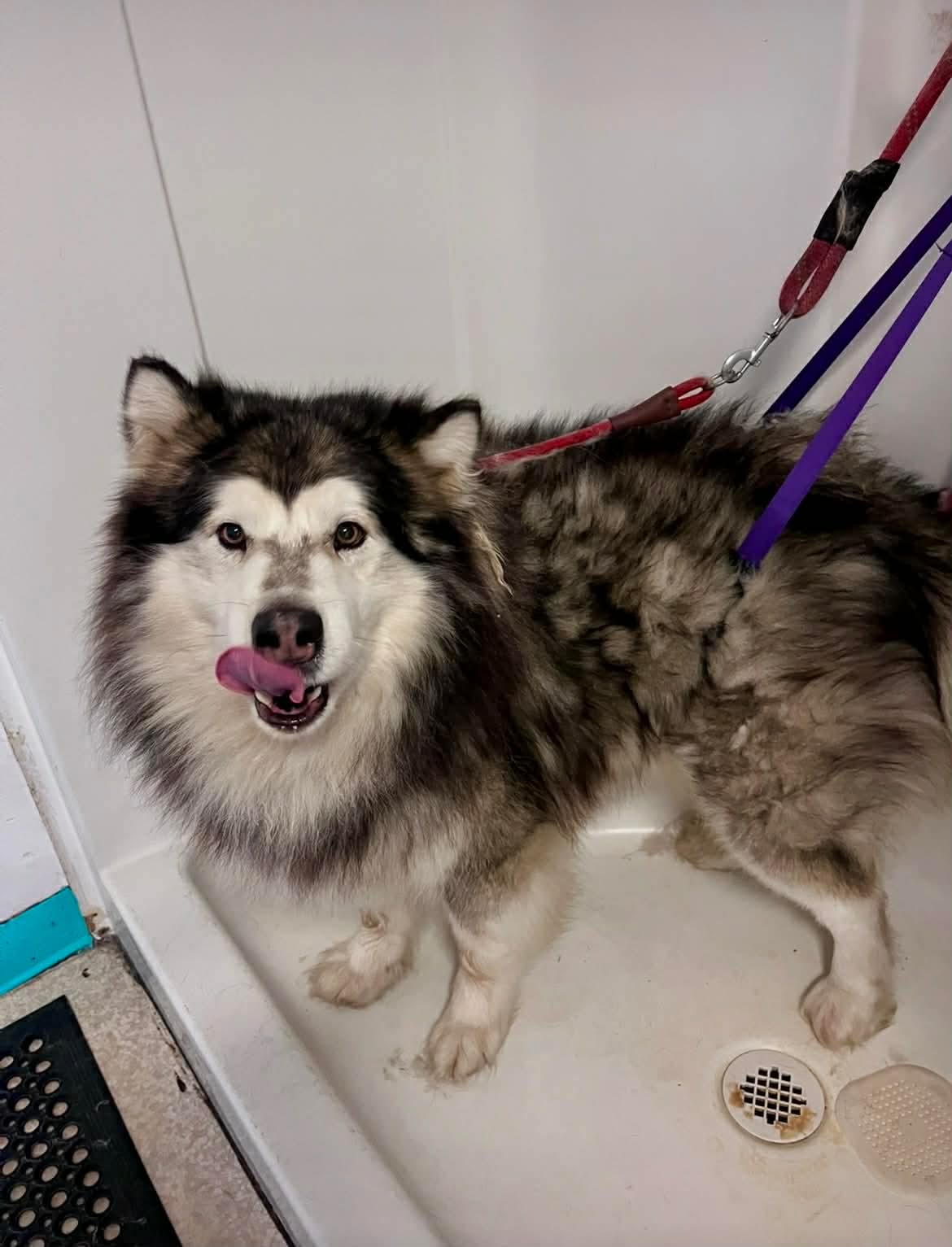 Fresh grooming at The Mutt Pawrlor