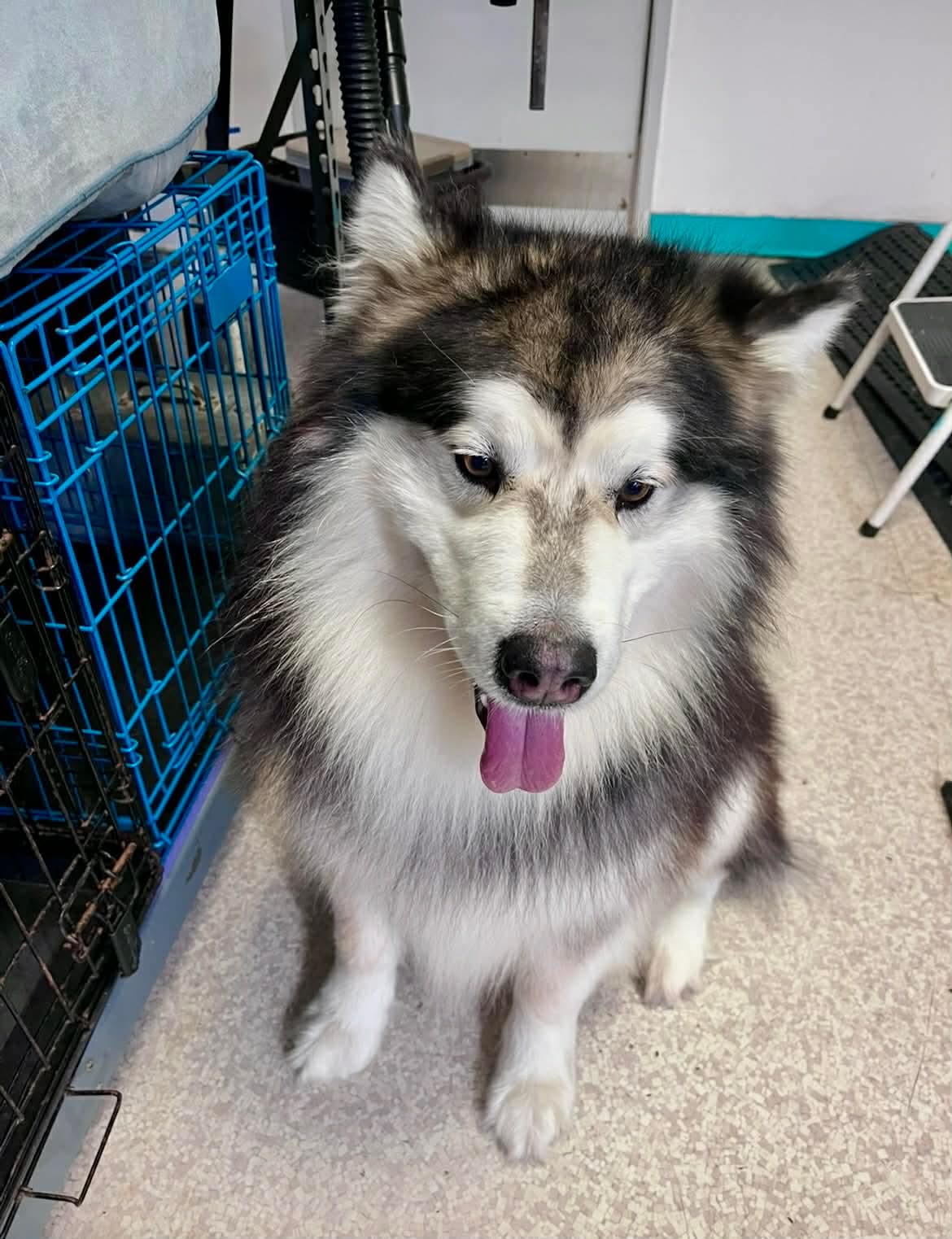 Beautiful dog grooming at The Mutt Pawrlor