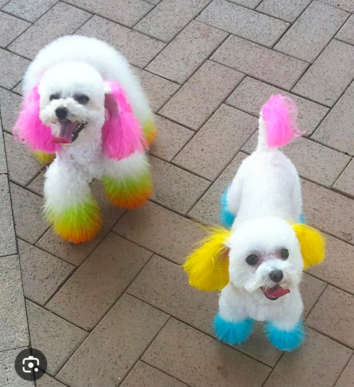 Happy groomed pup at The Mutt Pawrlor