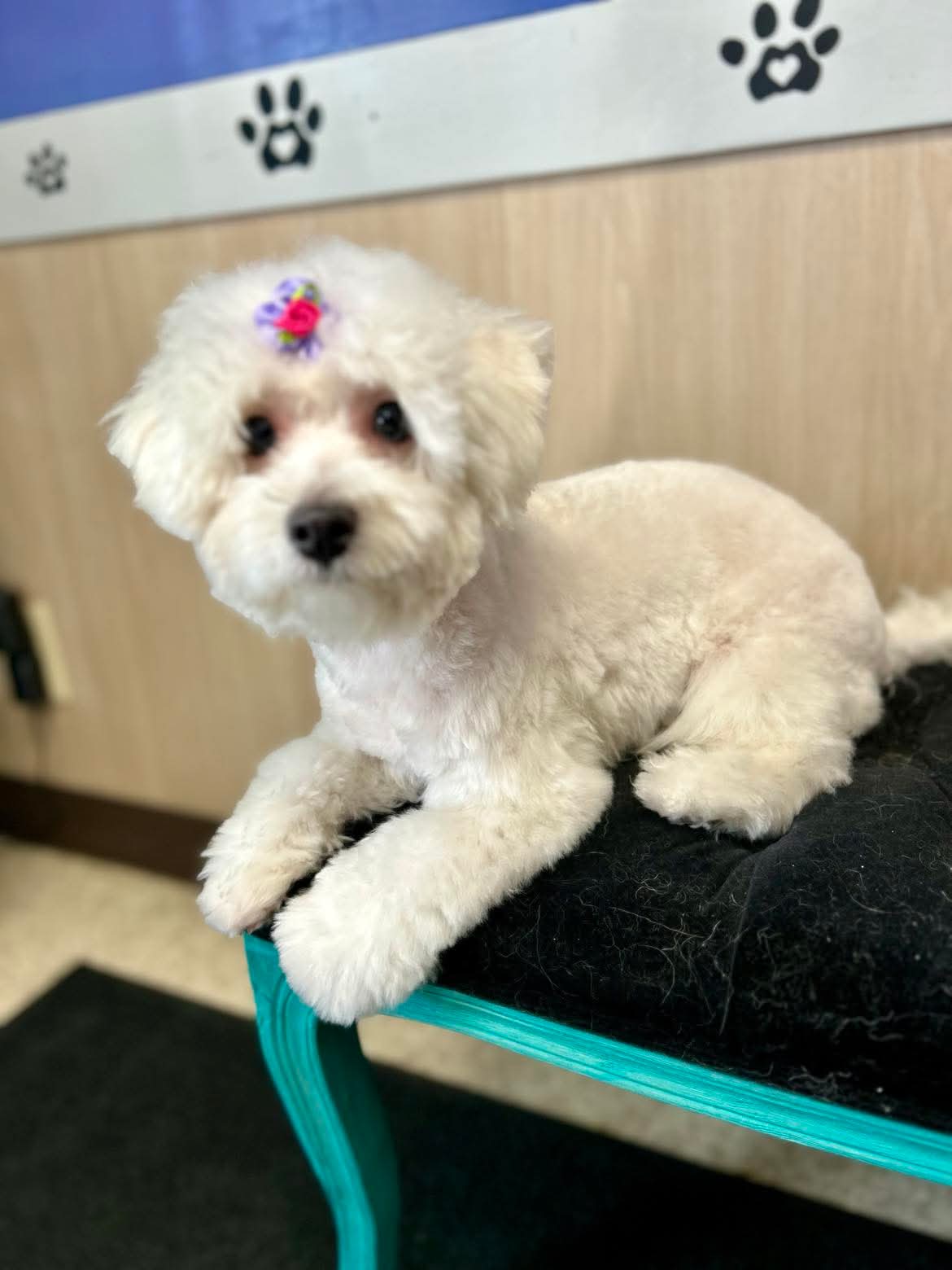 Adorable groomed dog at The Mutt Pawrlor