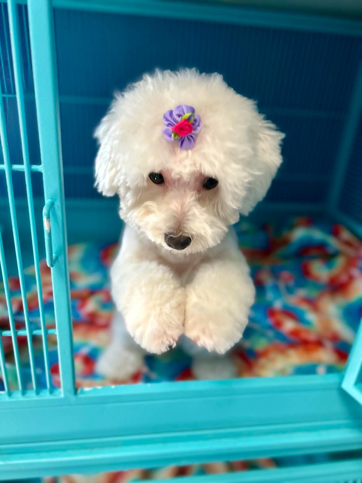 Beautiful grooming result at The Mutt Pawrlor