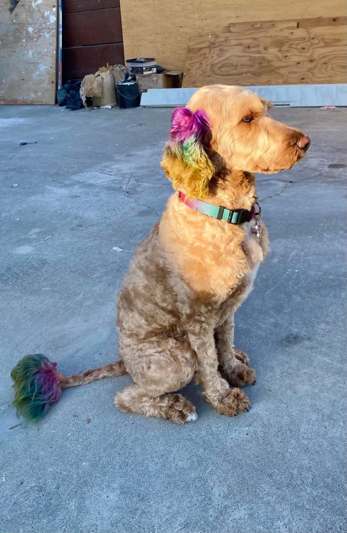 Happy groomed customer at The Mutt Pawrlor