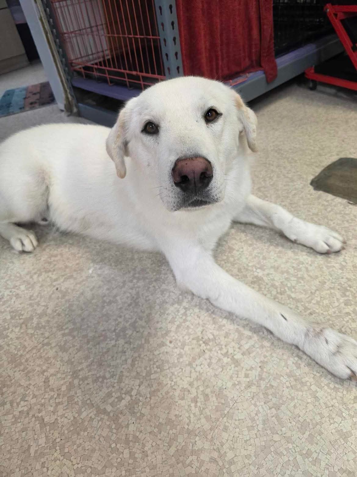 Pampered pup at The Mutt Pawrlor
