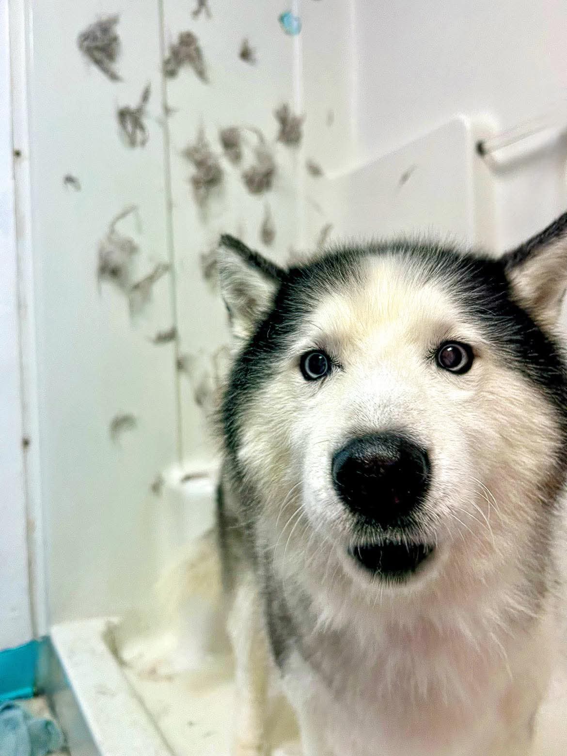 Perfect grooming at The Mutt Pawrlor
