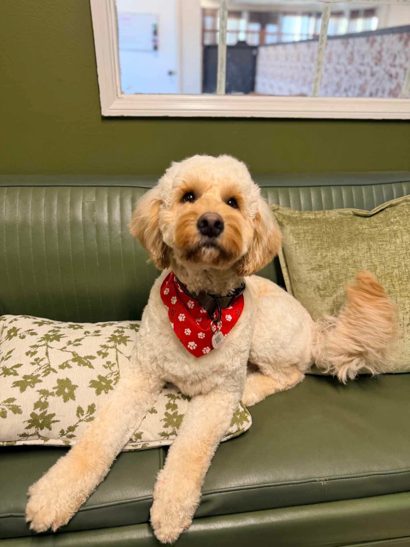 Groomed dog looking fabulous at The Mutt Pawrlor