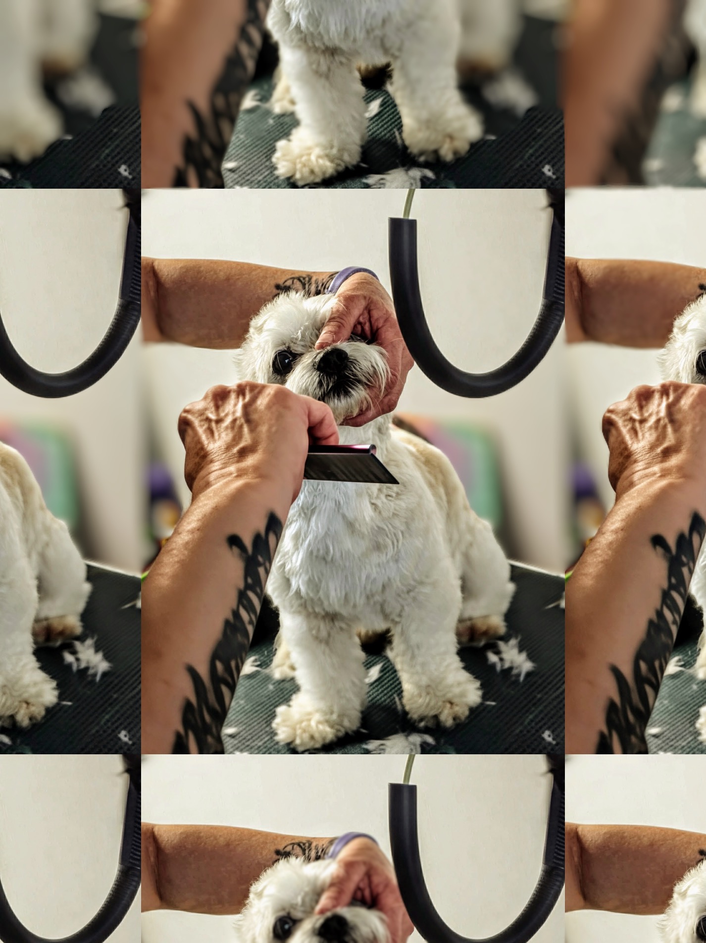 Adorable groomed poodle mix at The Mutt Pawrlor