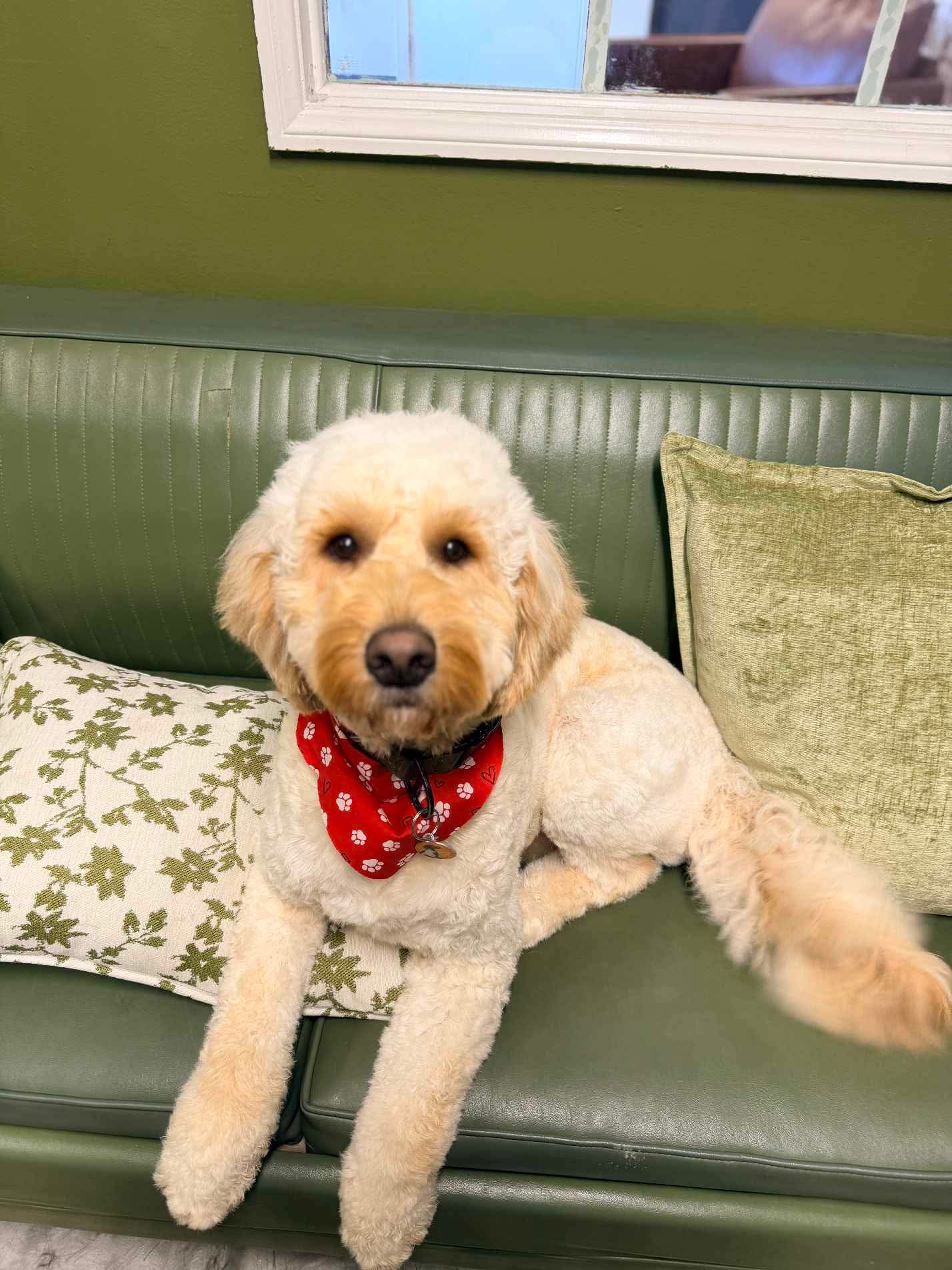 Stress-aware grooming at The Mutt Pawrlor