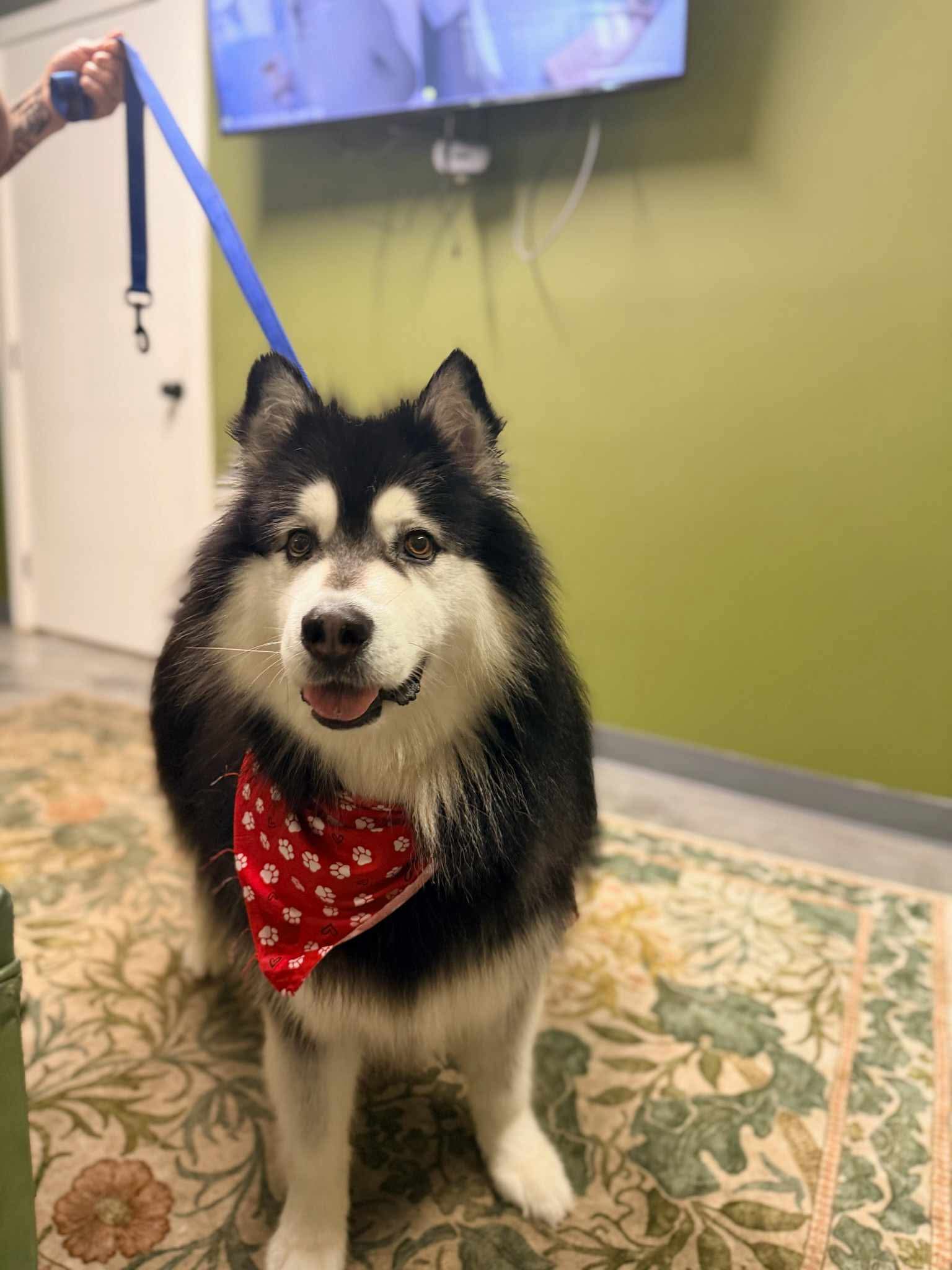Freshly groomed happy pup at The Mutt Pawrlor