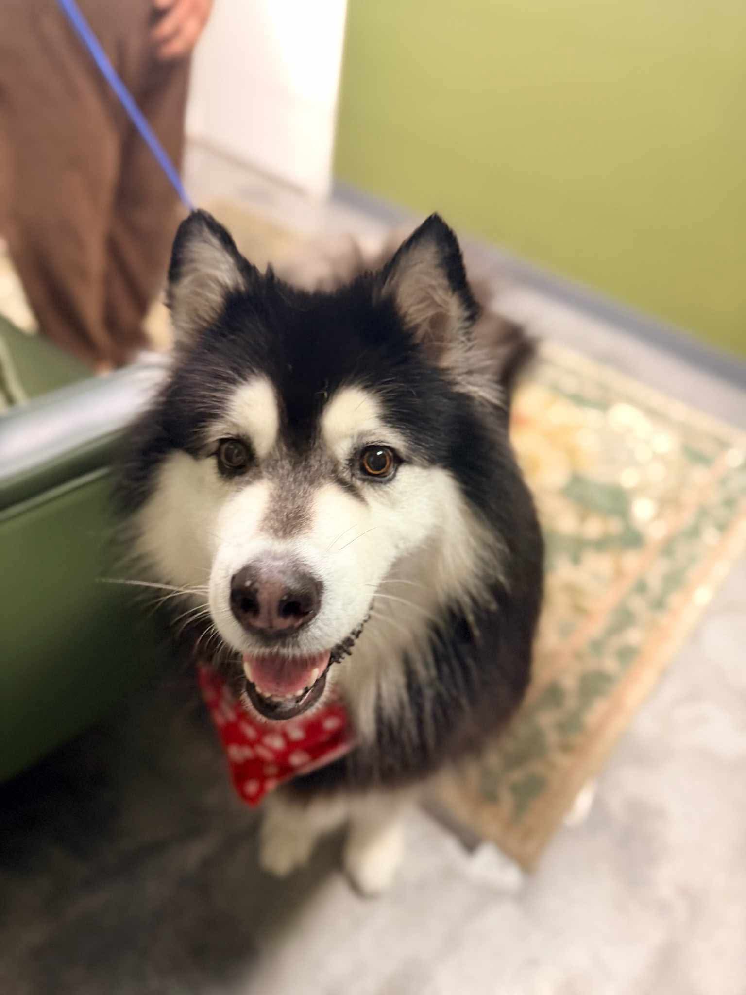 Compassionate dog grooming at The Mutt Pawrlor
