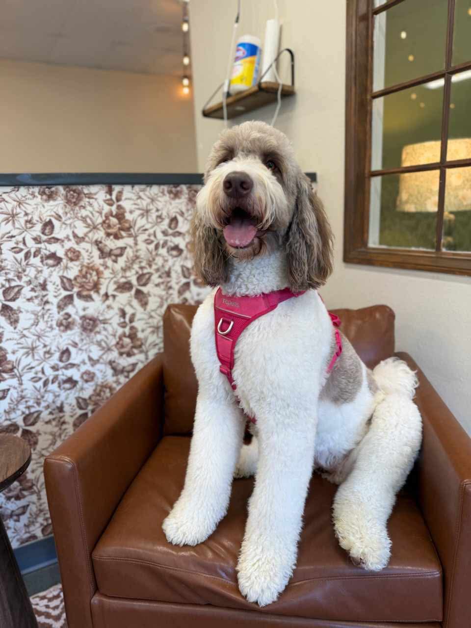 Perfect grooming result at The Mutt Pawrlor