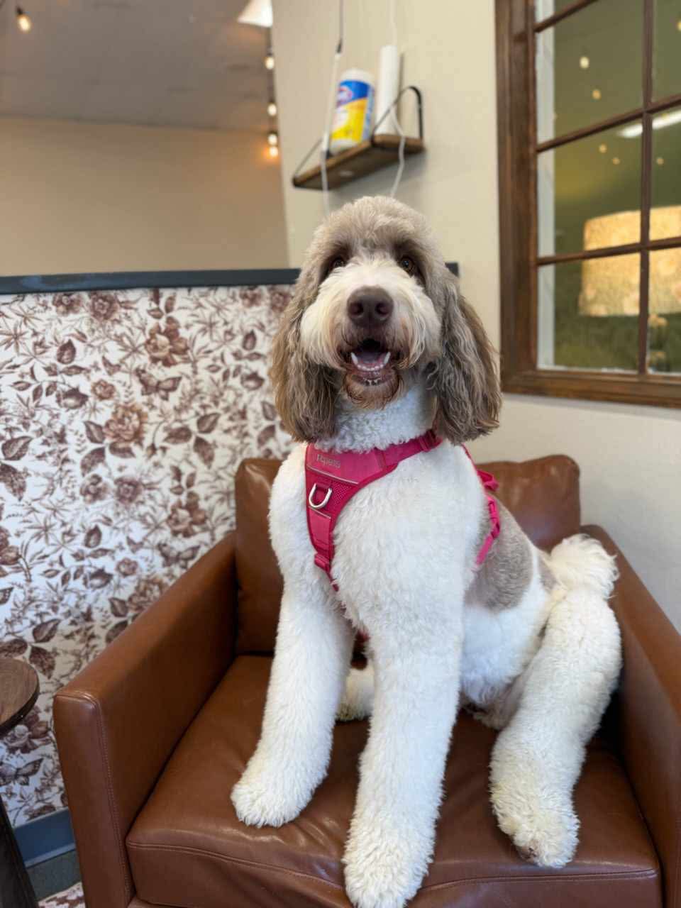 Dog grooming service at The Mutt Pawrlor