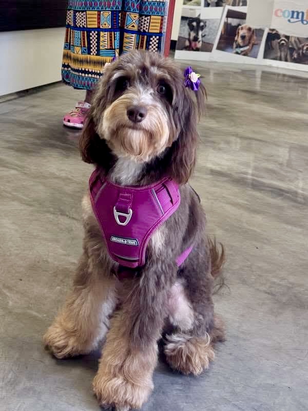 Happy groomed dog at The Mutt Pawrlor