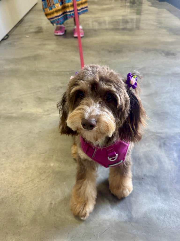 Stress-free grooming experience at The Mutt Pawrlor
