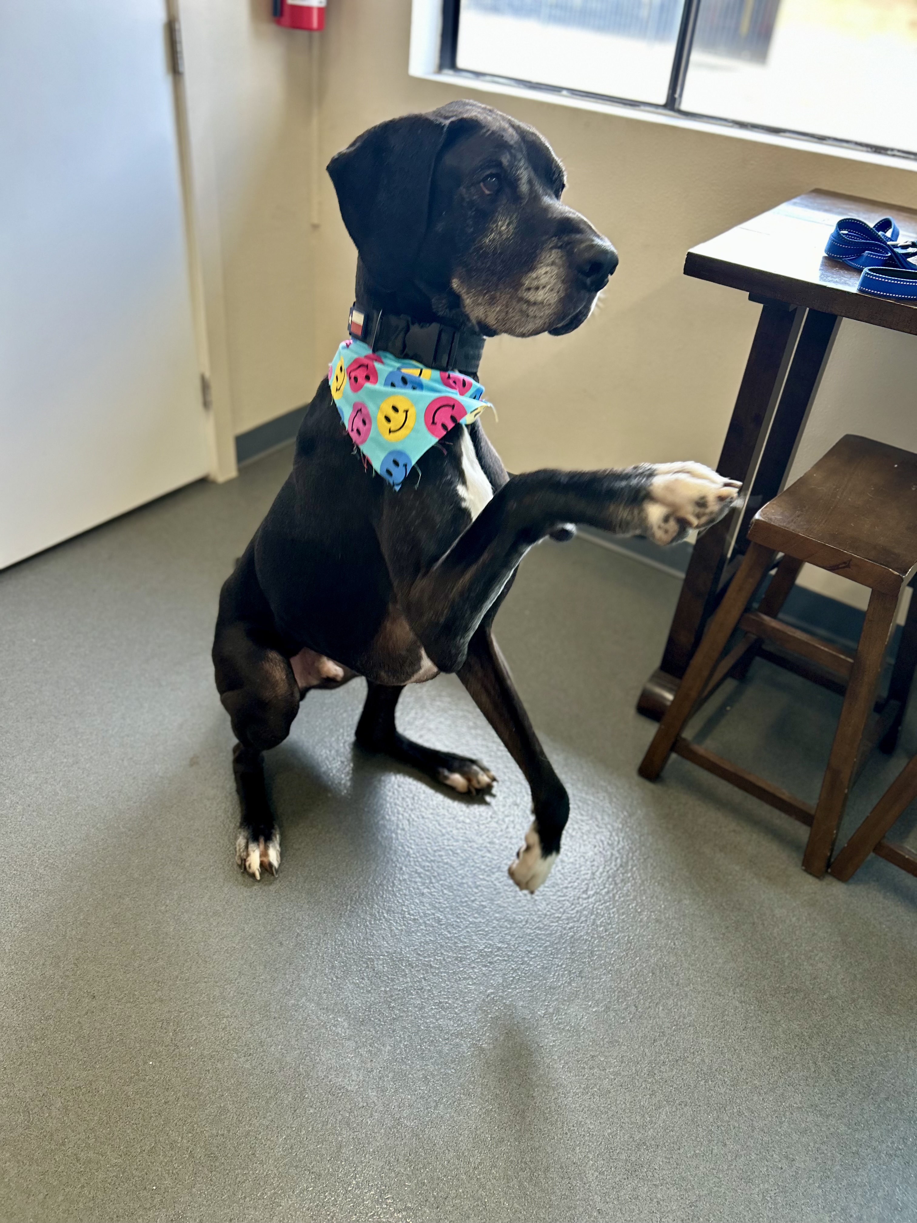 Adorable groomed puppy at The Mutt Pawrlor