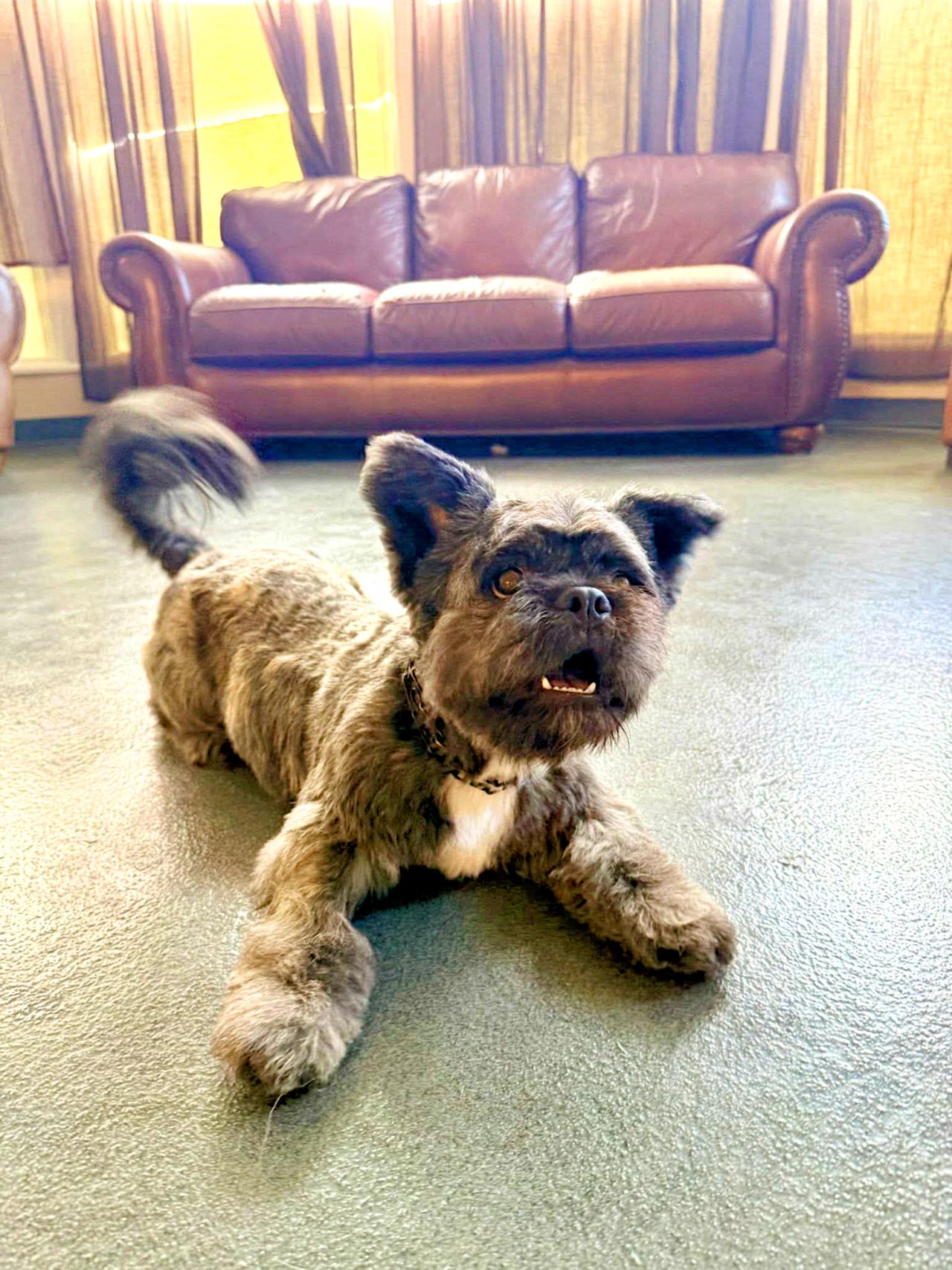 Peaceful dog enjoying grooming in calm salon