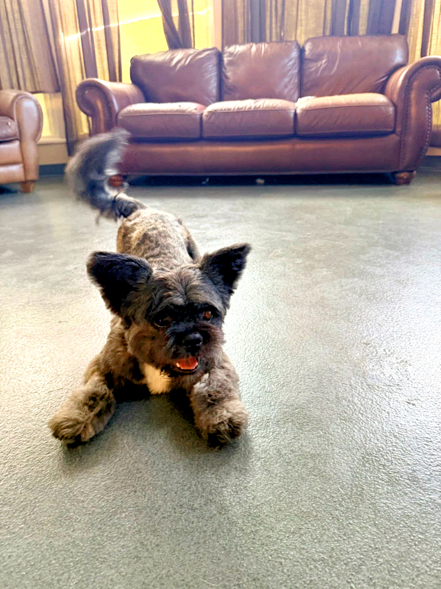 Professional grooming at The Mutt Pawrlor